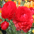 Carnation - Image