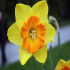 Narcissus - daffodil - Beauty in yellow