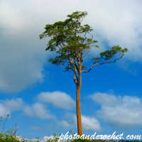 Lonely Tree - Image