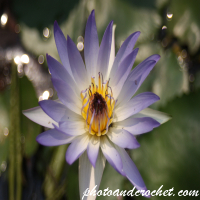 Water lily - Image