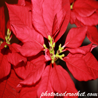 Christmas Flower - Image