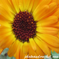 Sunflower - Image