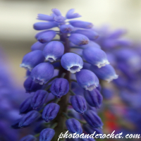Grape Hyacinths - Image