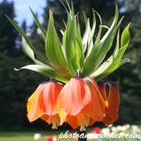 Fritillaria Imperialis - Image