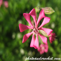 Pink Pirouette - Image