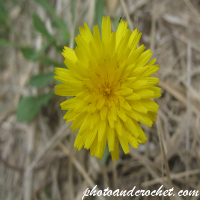 Bristly Oxtongue - Image