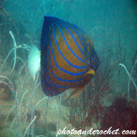 Blue-ringed Angelfish - Image