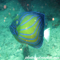 Blue-ringed Angelfish - Image