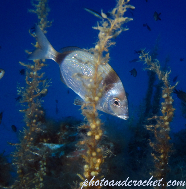 Two-banded Seabream - Diplodus vulgaris - In the bushes