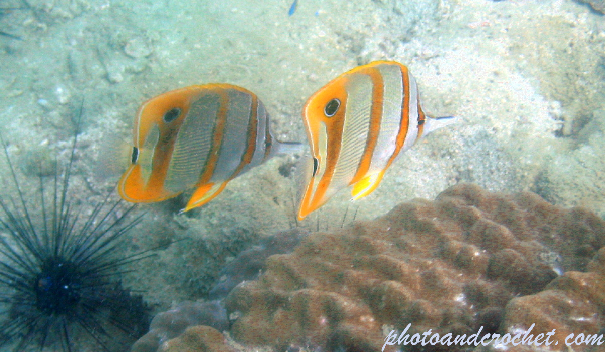 Copperband Butterflyfish - Image