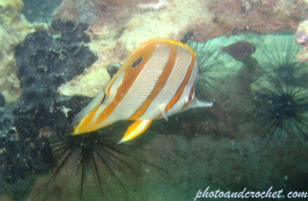 Copperband Butterflyfish - Image