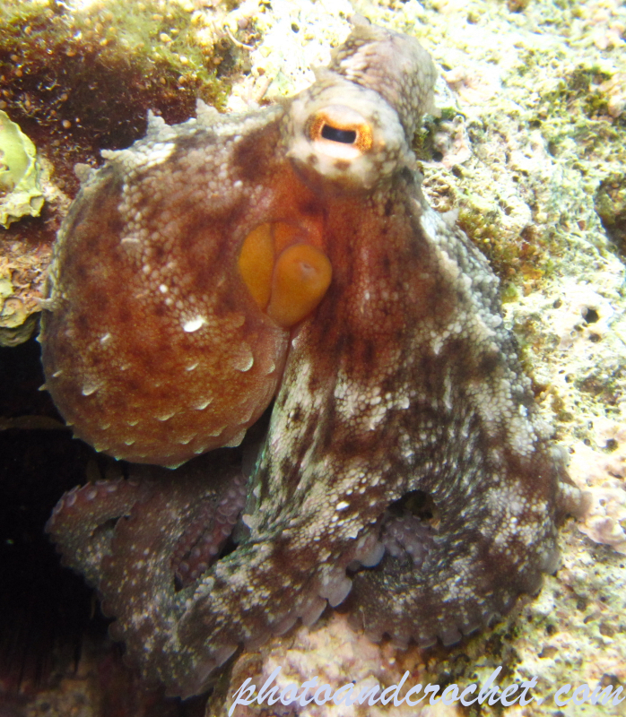 Octopus - Image
