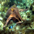 Octopus - Octopus vulgaris - relaxed