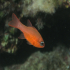 Cardinal fish - Apogon imberbis - Loaner