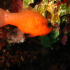 Cardinal fish - Apogon imberbis - Close up