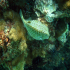 Shortnose Boxfish - Ostracion nasus - HIding