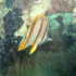 Copperband Butterflyfish - Chelmon rostratus - Browsing