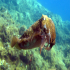 Cuttlefish - Trying to pose