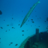 Barracuda - Exploring the wreck Rozi