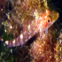 Black faced Blenny - Trypterigion tripteronotus - Coming very close