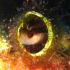 Striped Blenny – Parablennius rouxi - In the hole