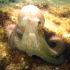 Octopus - Octopus vulgaris - Look how big I am