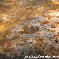 Peacock blenny – Image