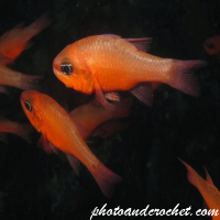 Cardinal fish - i
