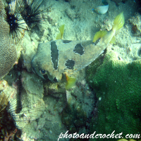 Black-Blotched Porcupinefish - Image
