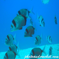 Two-banded Seabream - Image