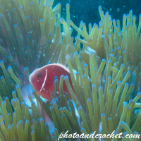 Clownfish - Image