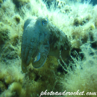 Cuttlefish - Image