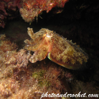 Cuttlefish - Ignoring you