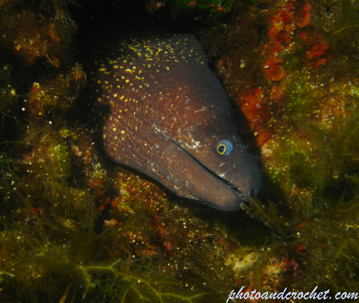 Moray Eel - image