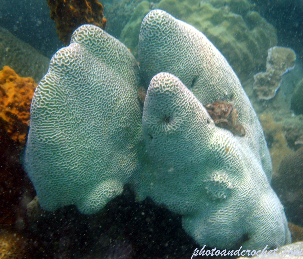 Symmetrical brain coral - Image