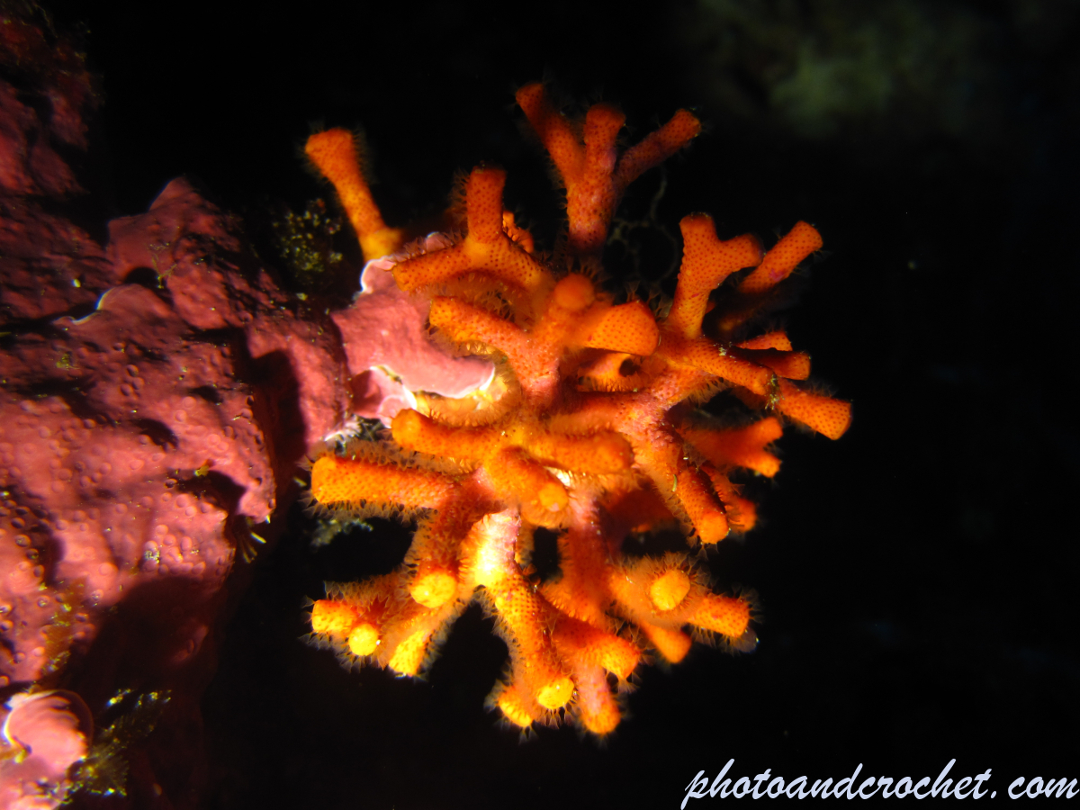 False coral - Image