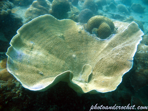 Elkhorn coral - Image