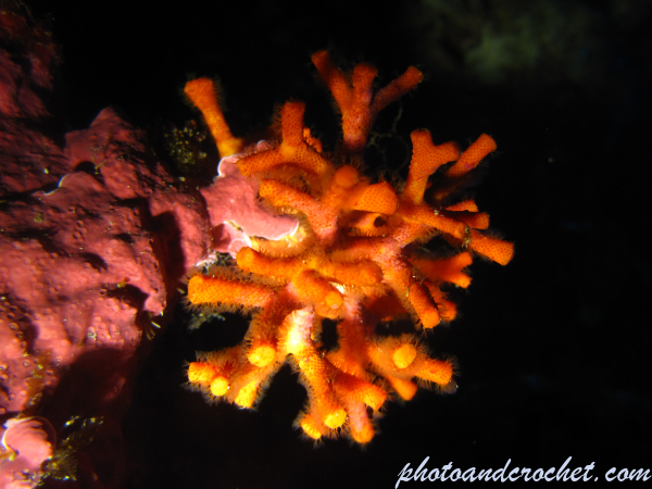 False coral - Image