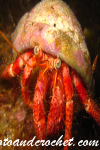 Hermit Crab - Image
