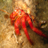 Hermit Crab - Dardanus arrosor - Biggest Hermit