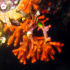 False coral - Myriapora truncata - In the dark