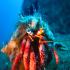 Hermit Crab - Dardanus arrosor - Big Eyes