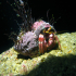 Hermit Crab - Dardanus arrosor - Looking Pretty