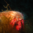 Hermit anemone - Calliactis parasitica - Looking pretty