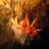 Hermit Crab - Dardanus arrosor - Uphill