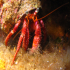 Hermit Crab - Dardanus arrosor - Close look