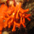 False coral - Myriapora truncata - Close up