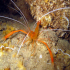 Banded shrimp - Stenopus spinosus - Pretty face