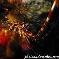 Spiny Lobster - Image