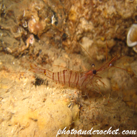 Common prawn - Image